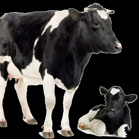 Calf One Mobile Mama Makinesi (100 / 220)